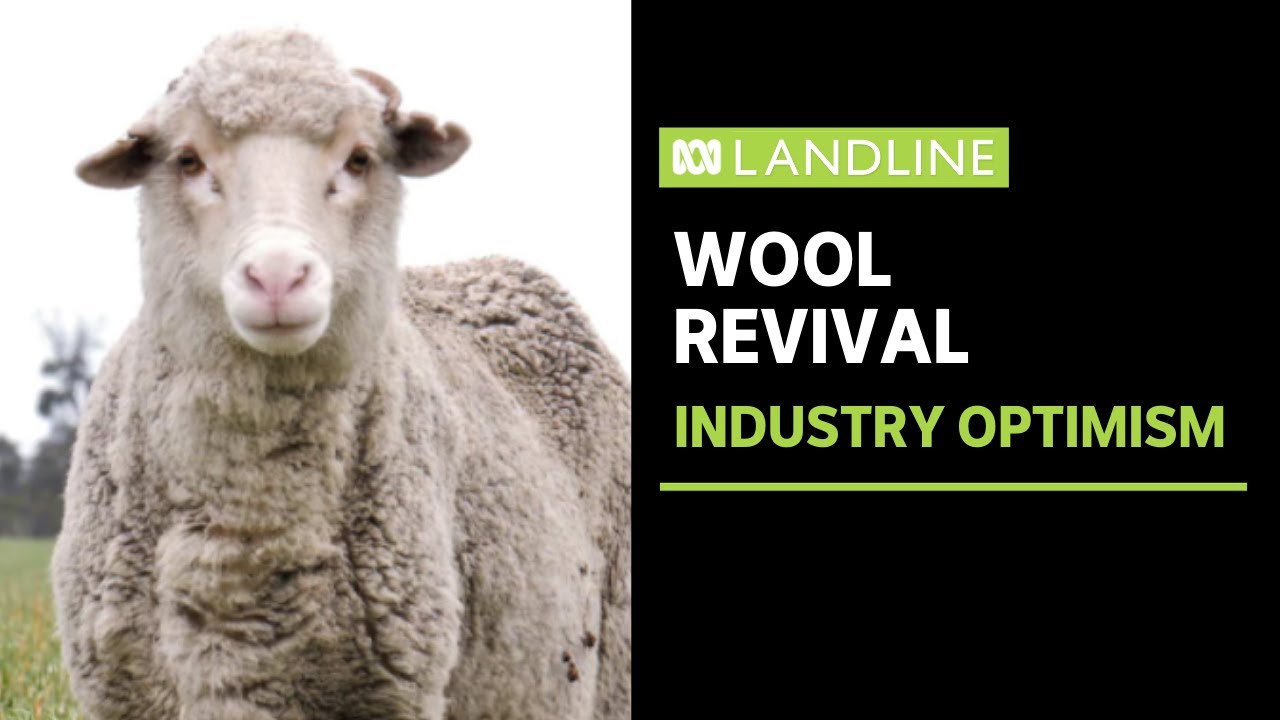 Optimism in Australia's wool industry as market recovers from COVID-19 havoc | Landline