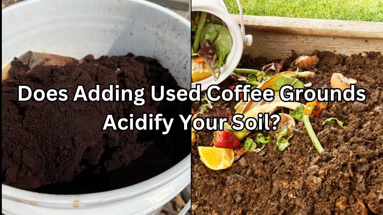 Does Adding Coffee Grounds Acidify Soil? Part 1