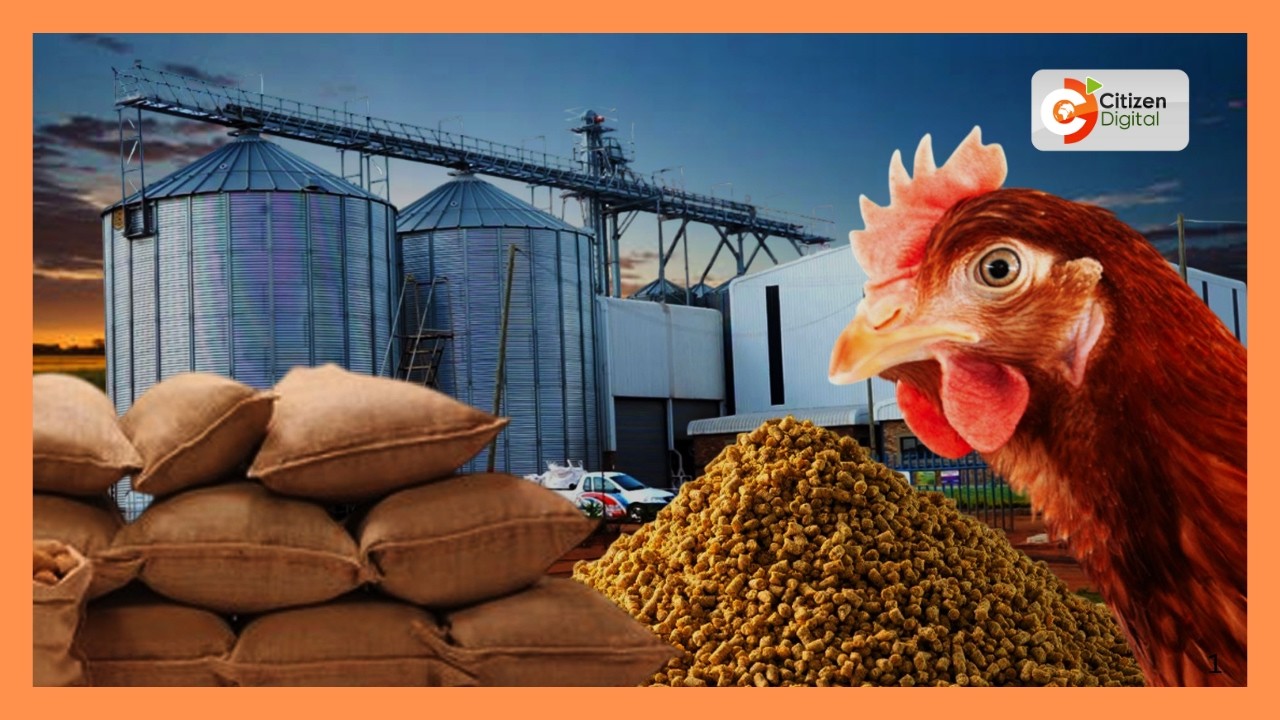 Kenya's gold chat | Poultry farming in South Africa [Part 2]