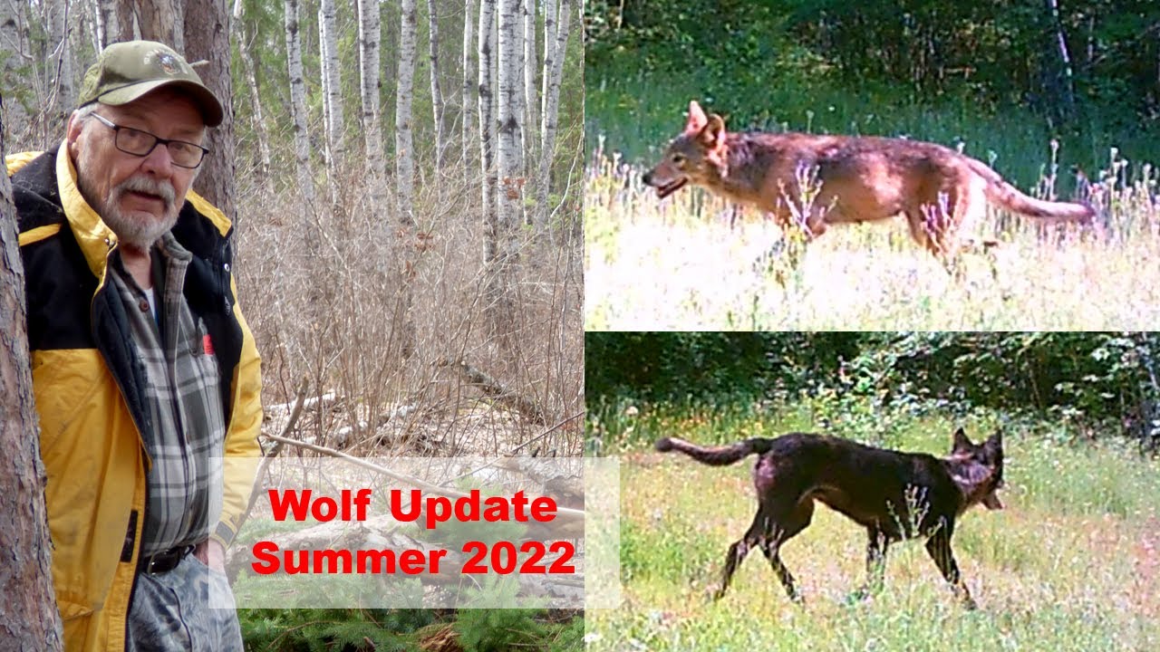 Wolf Update Summer 2022 (Timberwolves, Grey Wolves, Gray Wolves)