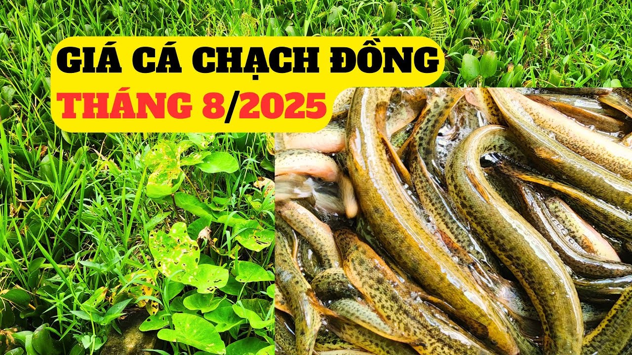 Cập Nhật Giá Cá Chạch Đồng Tháng 8/2025 - Trại Giống Đông Sơn