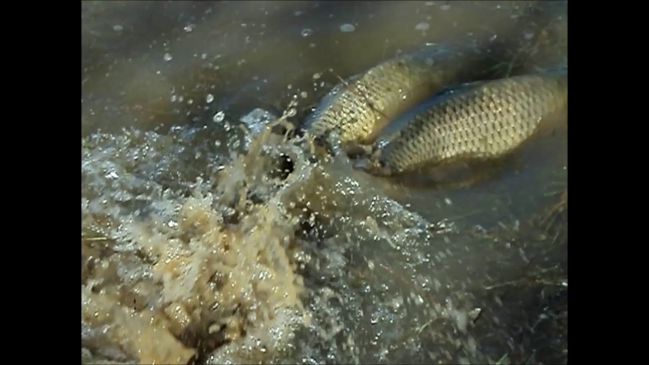 Bigbang TV : Le moment de la fraie des carpes
