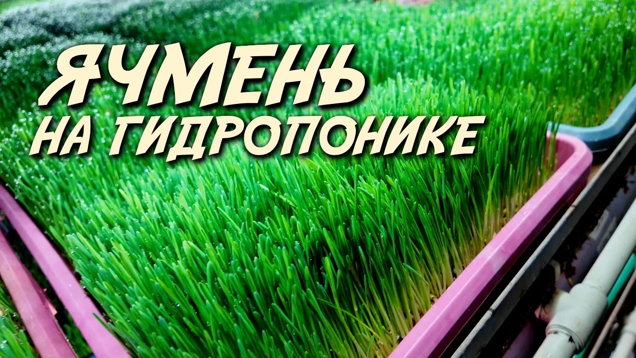Ячмень на гидропонике