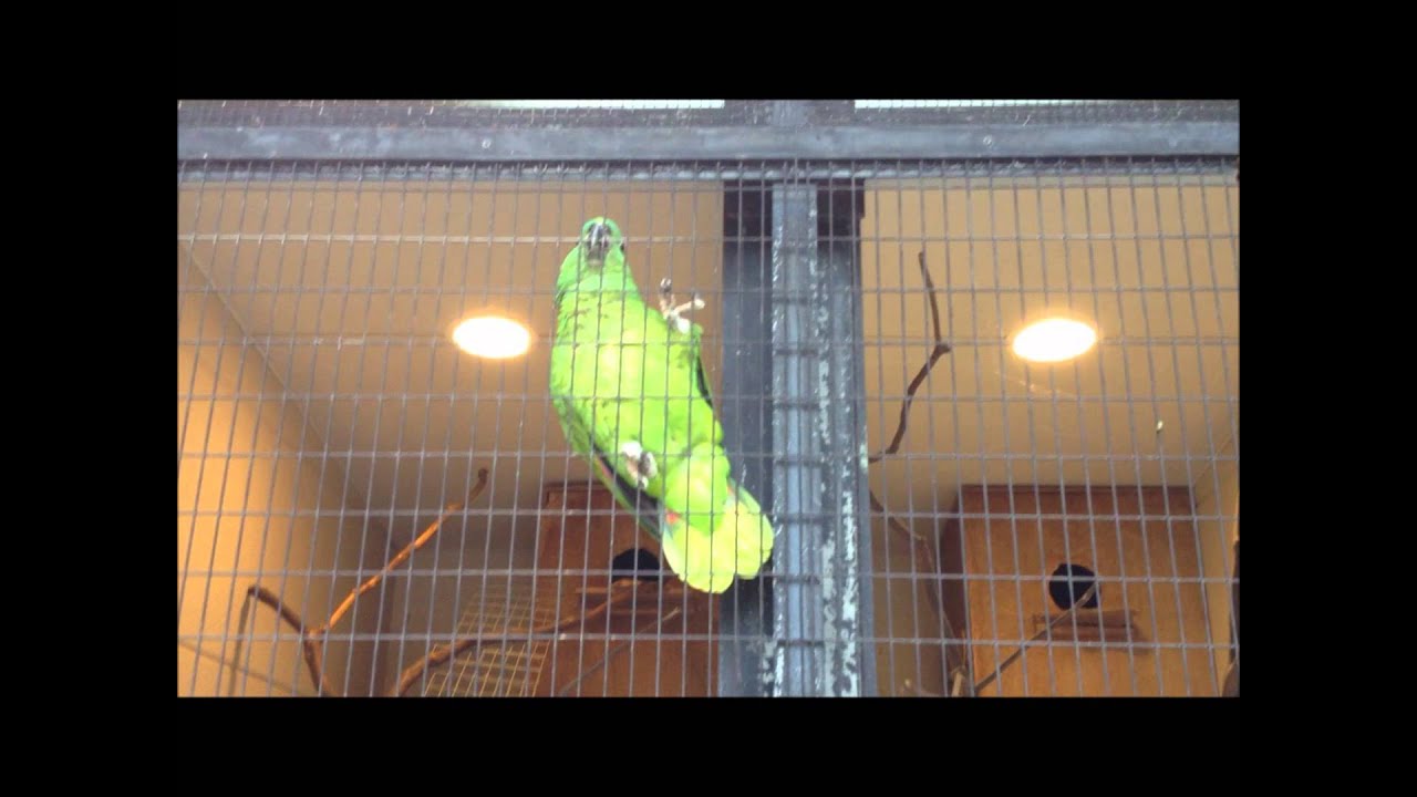 「おーい！だれかー！」と叫ぶ足羽山公園のインコ