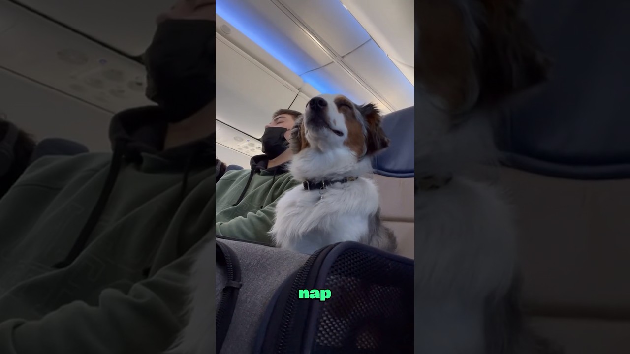 Pet-friendly flights #animals #love #pets