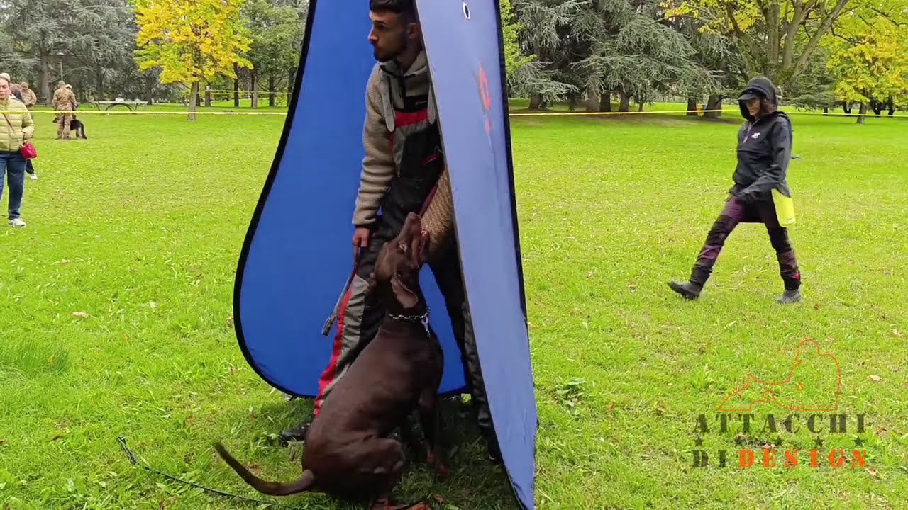 Utilità e Difesa: Dobermann