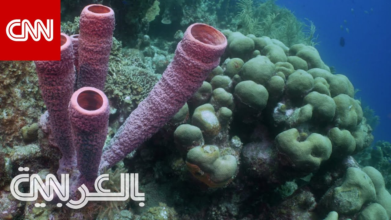 شاهد ما فعلته جزيرة كاريبية صغيرة لإعادة إحياء شعابها المرجانية