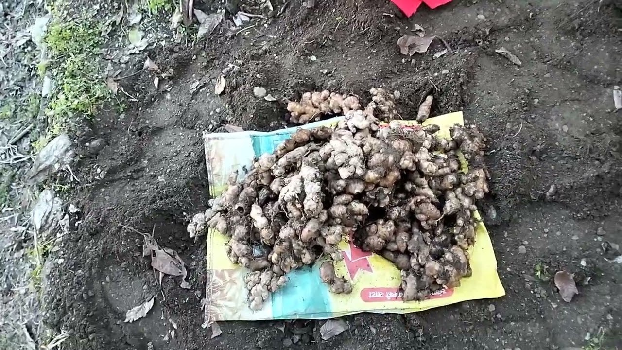 जैविक खेती के अंतर्गत अदरक की खेती