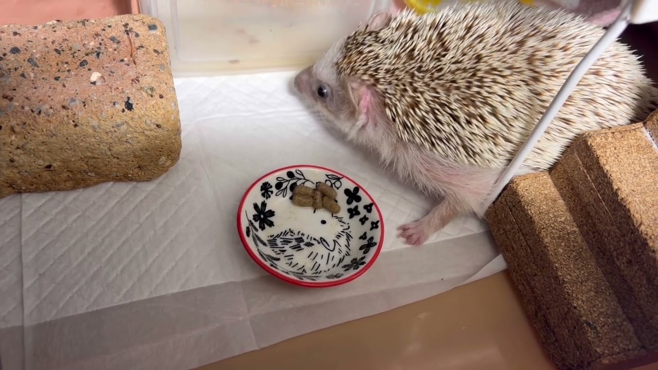 ご要望の咀嚼音でち