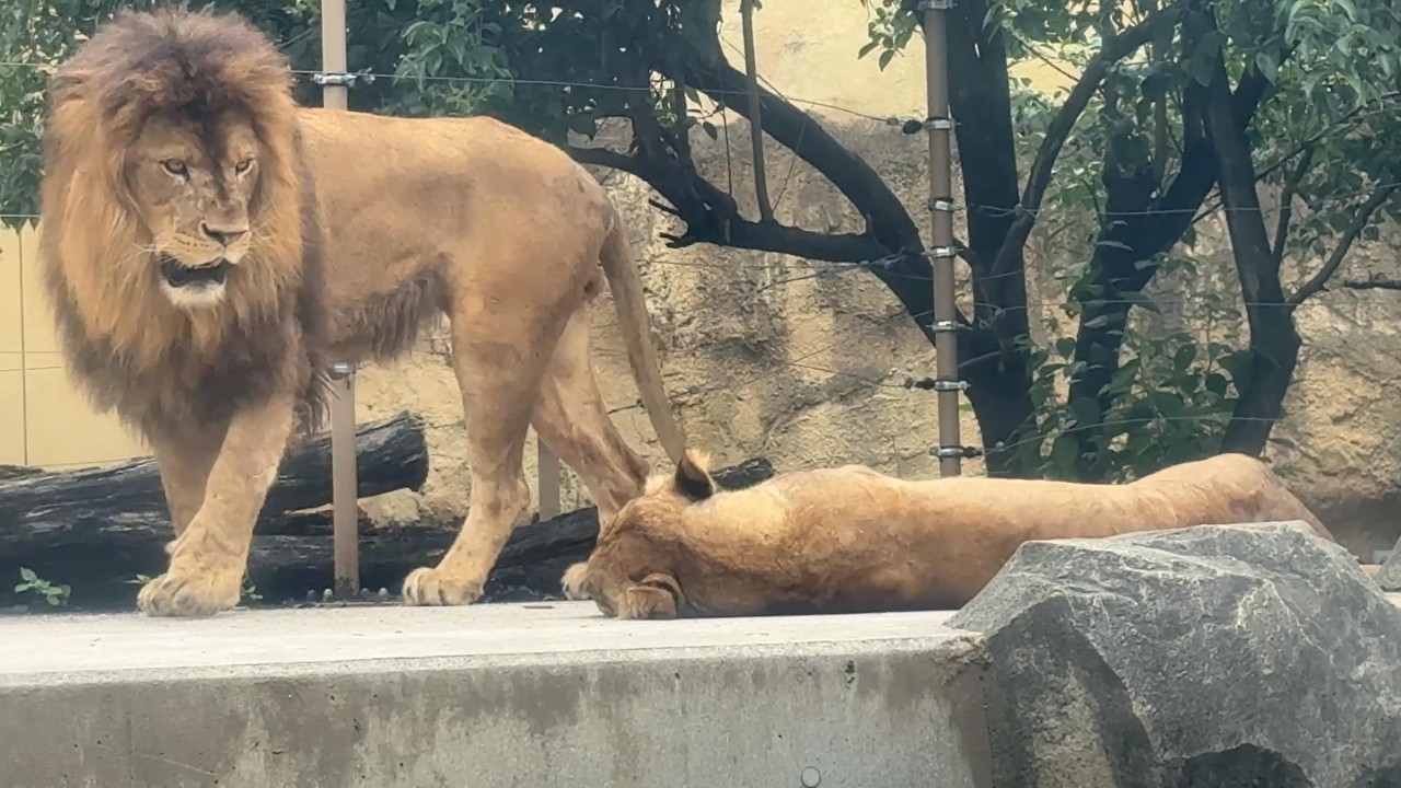 番外編 一緒に寝たいトーゴくん【番外編】【東武動物公園】ライオン