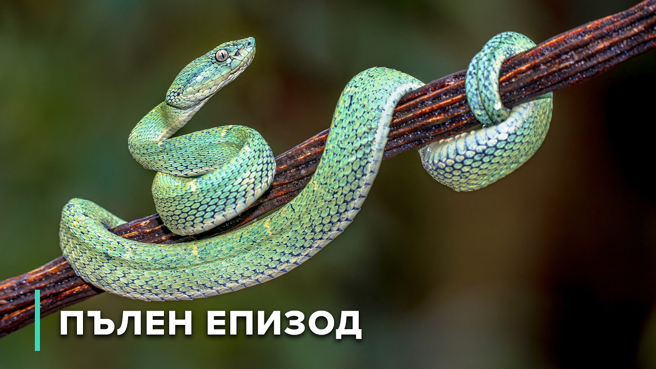 Майстори на преследването: Змии срещу гущери | Тайните на дивата Австралия 101