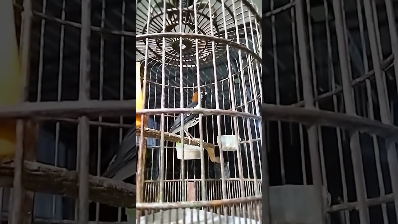 Anis kembang pastol gacor,di embun pagi,cocok buat masteran burung yg blm bunyi.