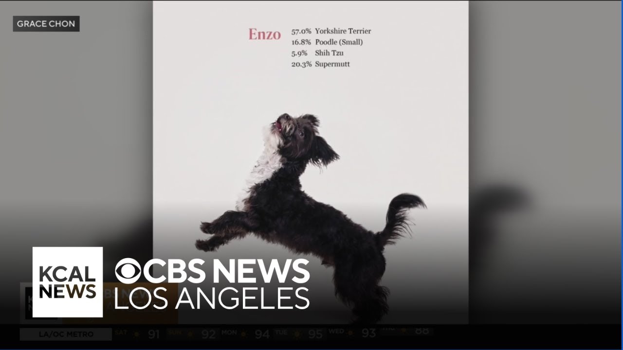 Grace Chon’s new book honors the beauty of mixed-breed dogs with real DNA results and heartfelt port