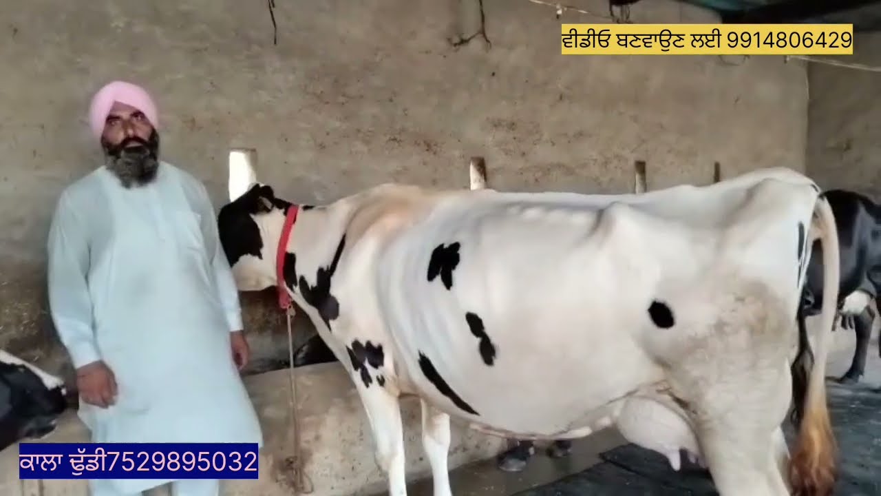 Two cows for sale ਦੋ ਗਾਂਵਾਂ ਵਿਕਾਊ #cow #dairyherd #dairyfarm #farming #animals #farm 