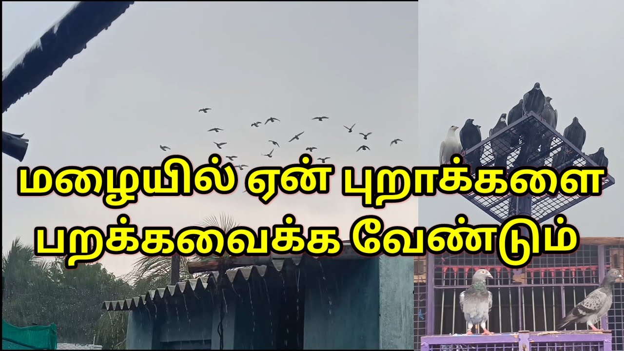 மழையில் புறாக்களை பறக்கவைபதின் பலன்கள்/  why pigeon Flying in Rain