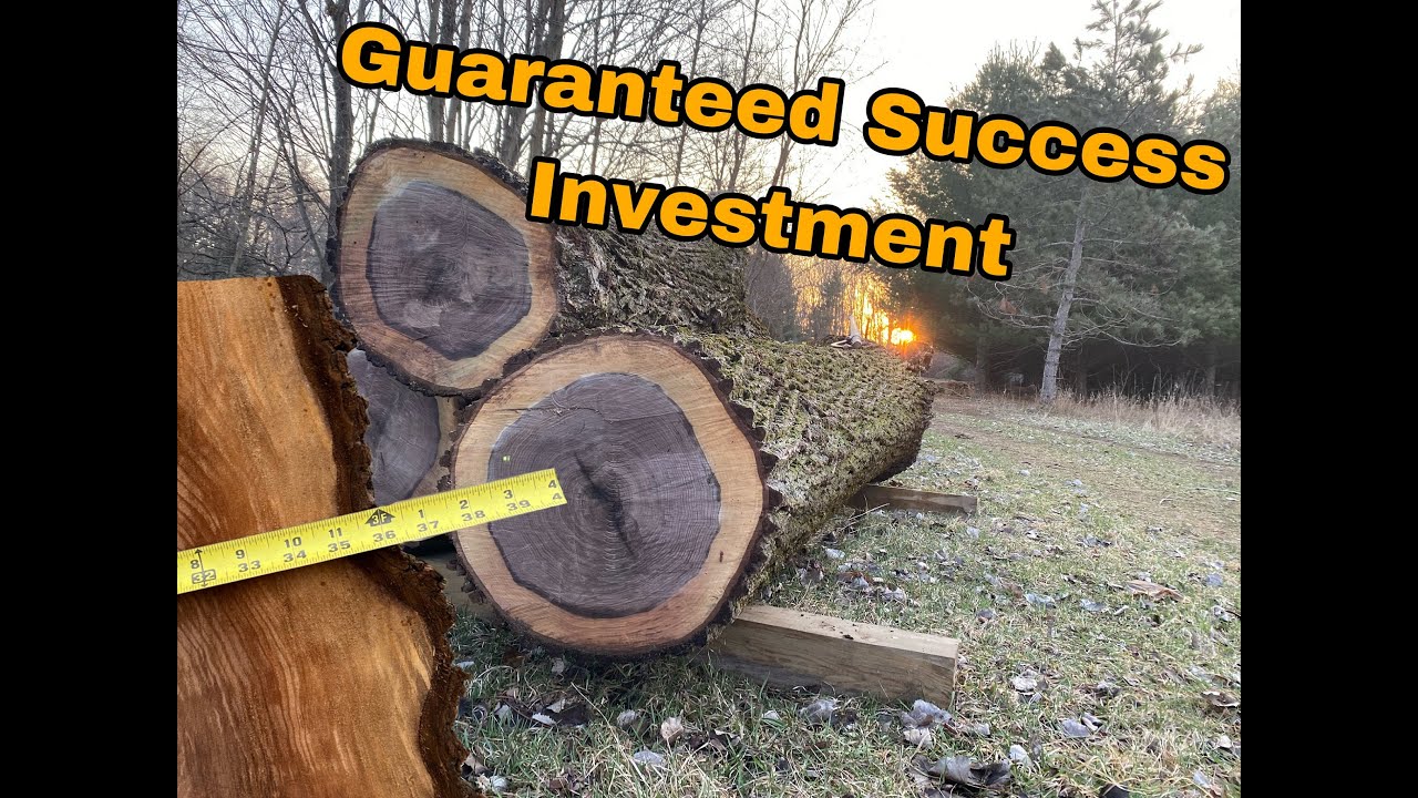 Beautiful Black Walnut Log Salvage | Urban Logging | Michigan Urban Timber Sawmill
