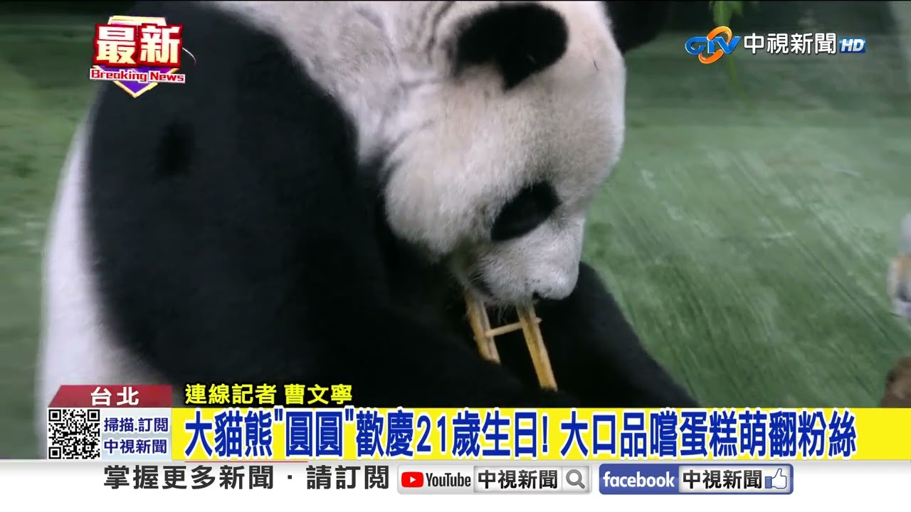 大貓熊