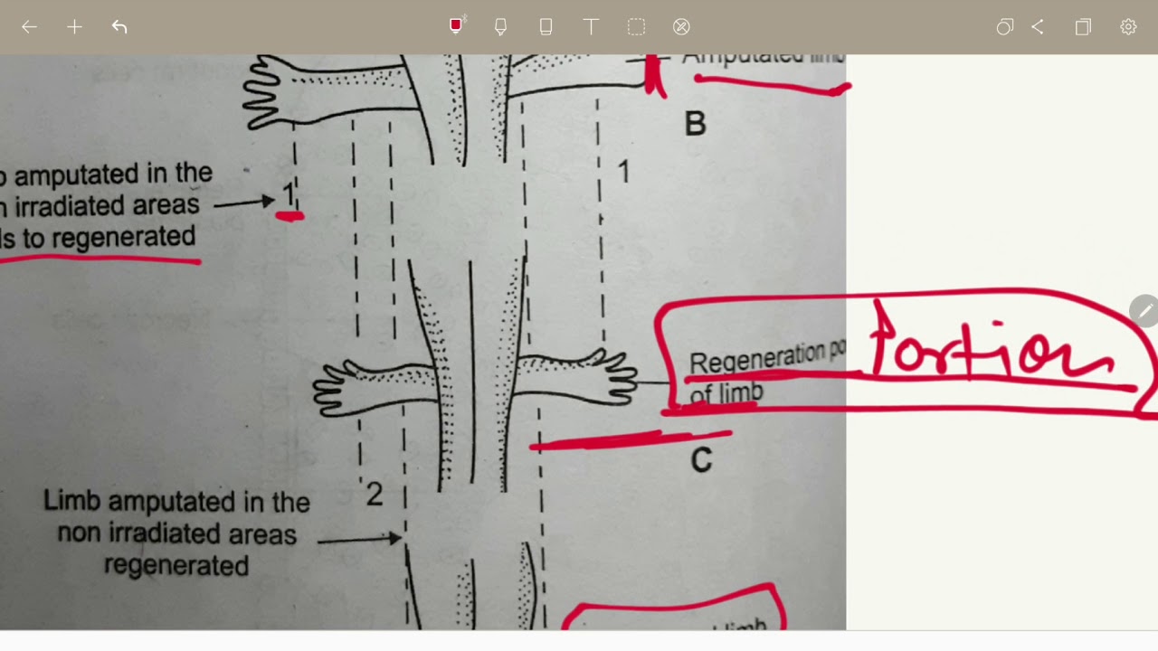 REGENERATION: ORIGIN OF CELLS OF BLASTEMA