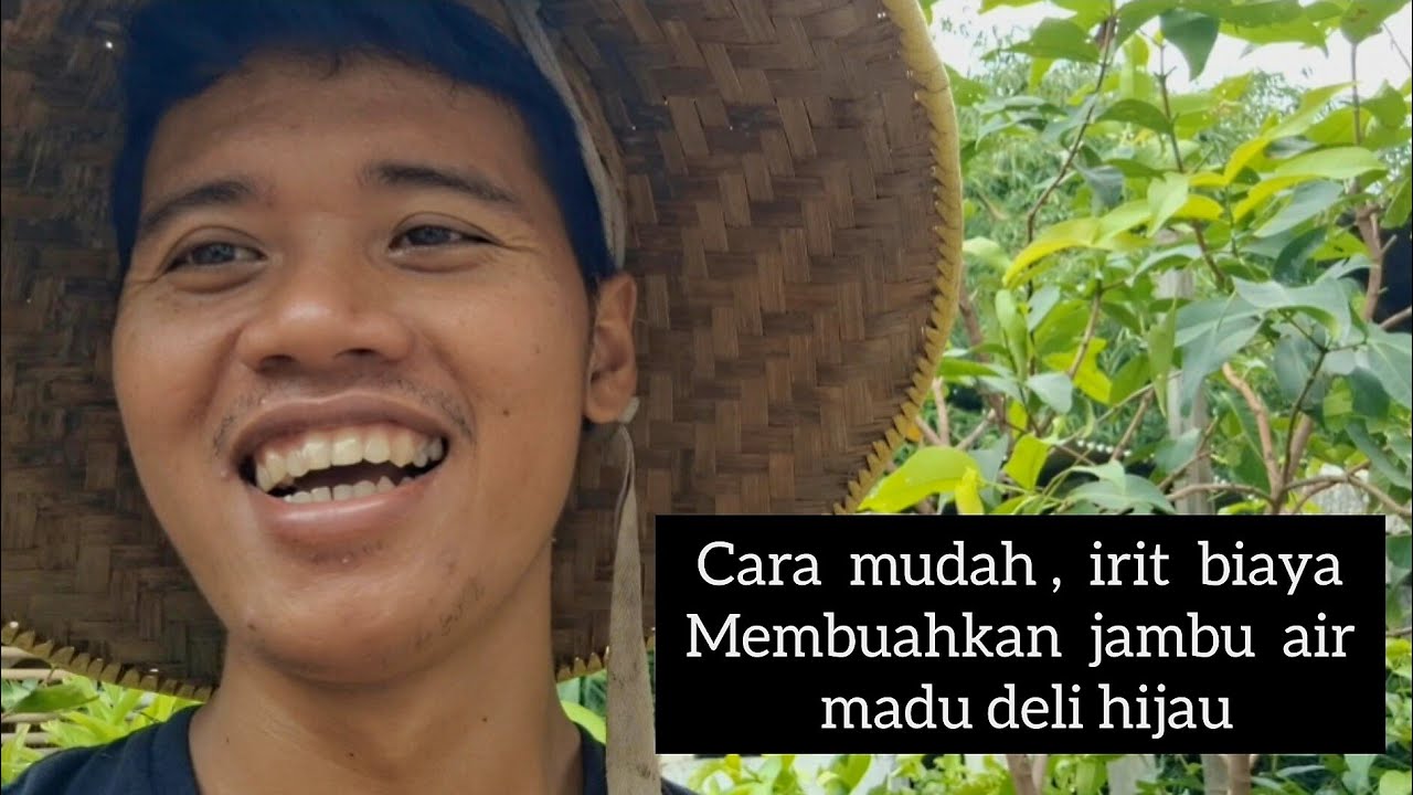 Cara membuahkan jambu air madu deli hijau part 1