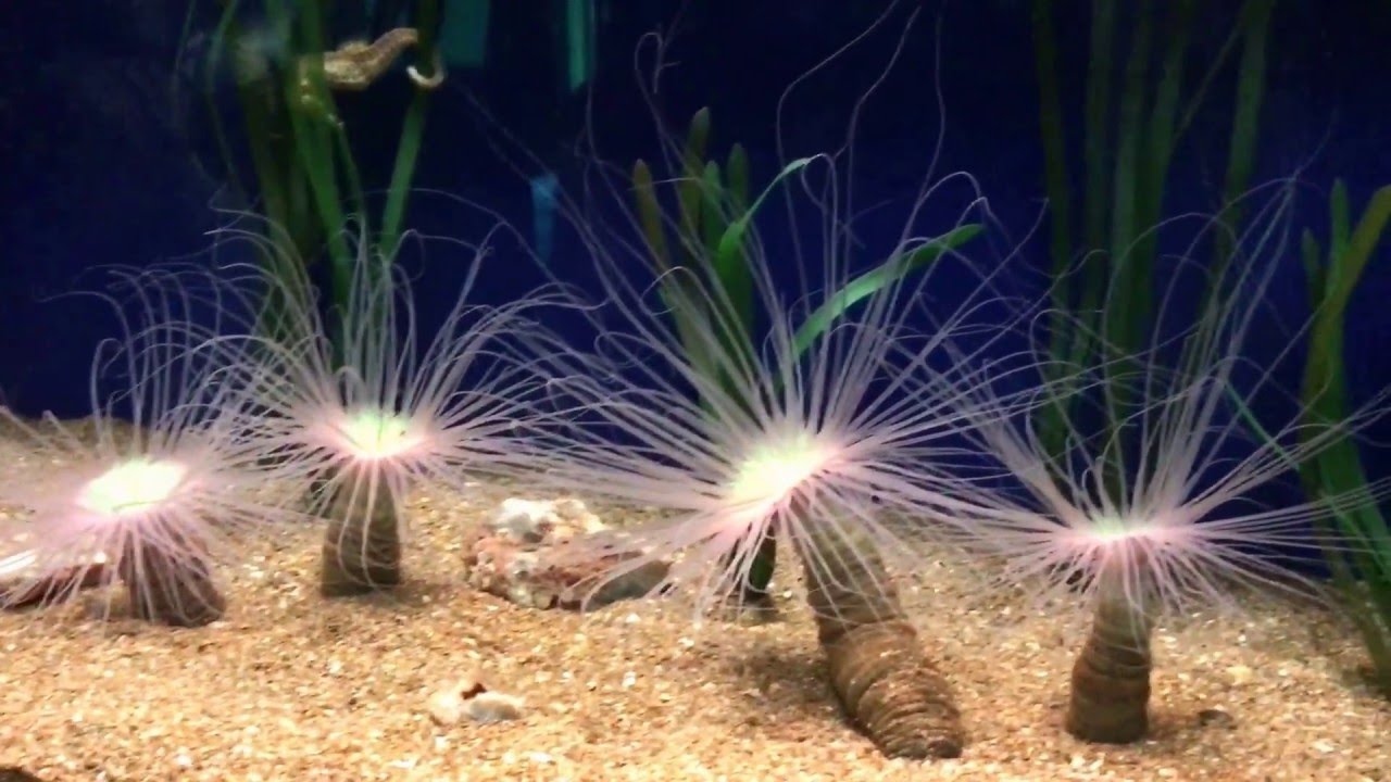 Día en el Oceanografic de Valencia