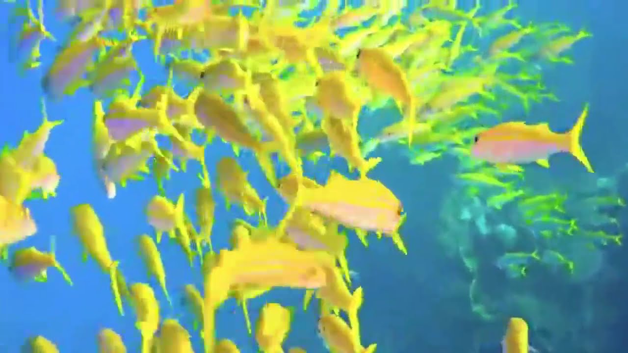 Underwater Fish World  সাগরের নিচের রঙিন মাছ