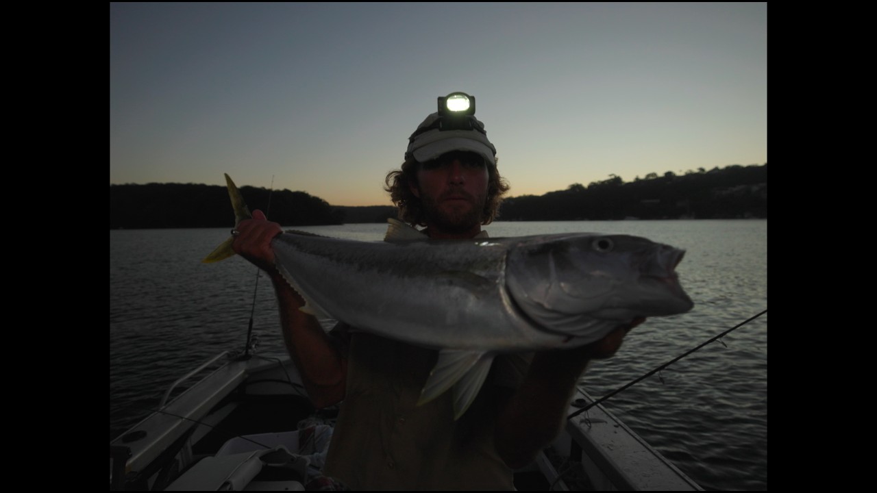 River Kingfish on Dark Whilst Documenting Solo
