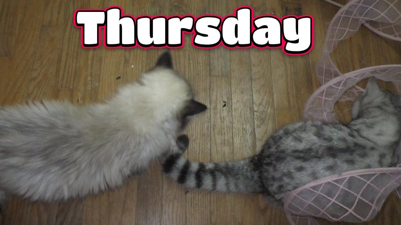 Guillory Cats Thursday! 😻