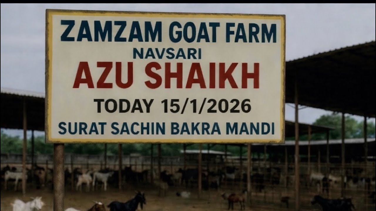 SURAT SACHIN BAKRA MANDI 15/1/2026 BY ZAMZAM GOAT FARM NAVSARI (AZU BHAI ) &Iacute;&Iacute; SURAT MANDI &Iacute;&Iacute;