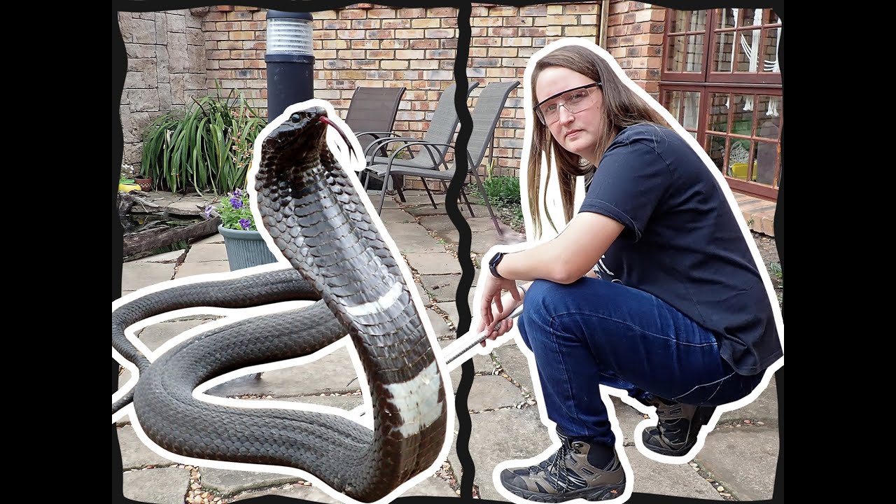 Rinkhals ||  Ring-Necked Spitting COBRA || Falcky Reptiles
