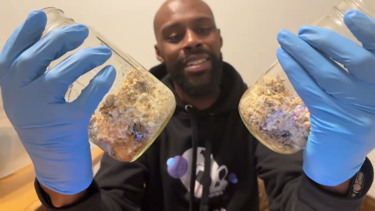Cordyceps & Reishi Update: Grow Log