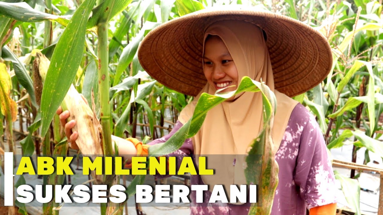 Kerennya Kebun Maisa Petani