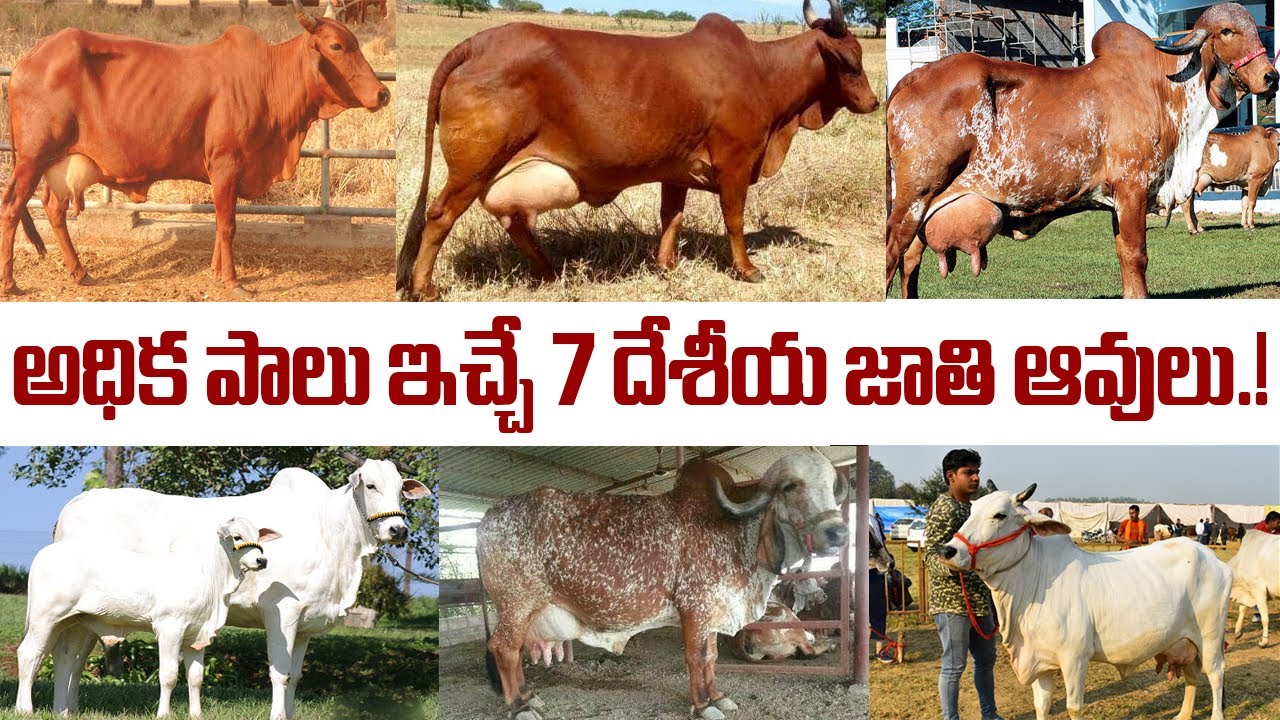 అధిక పాలు ఇచ్చే7 దేశీయ ఆవు జాతులు.! Desi Cow Breeds in India | Importance of Desi Cows Telugu