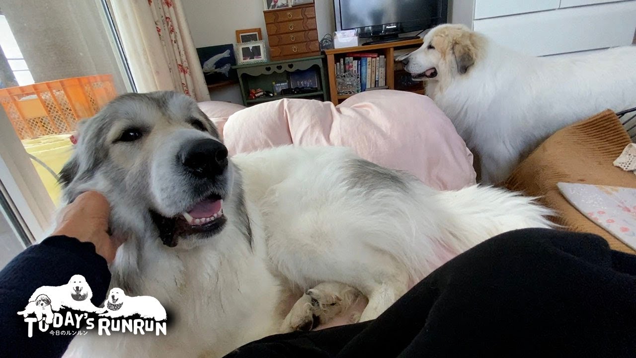 お母さんの部屋でのんびりくつろいだアランとベルです　Great Pyrenees　グレートピレニーズ