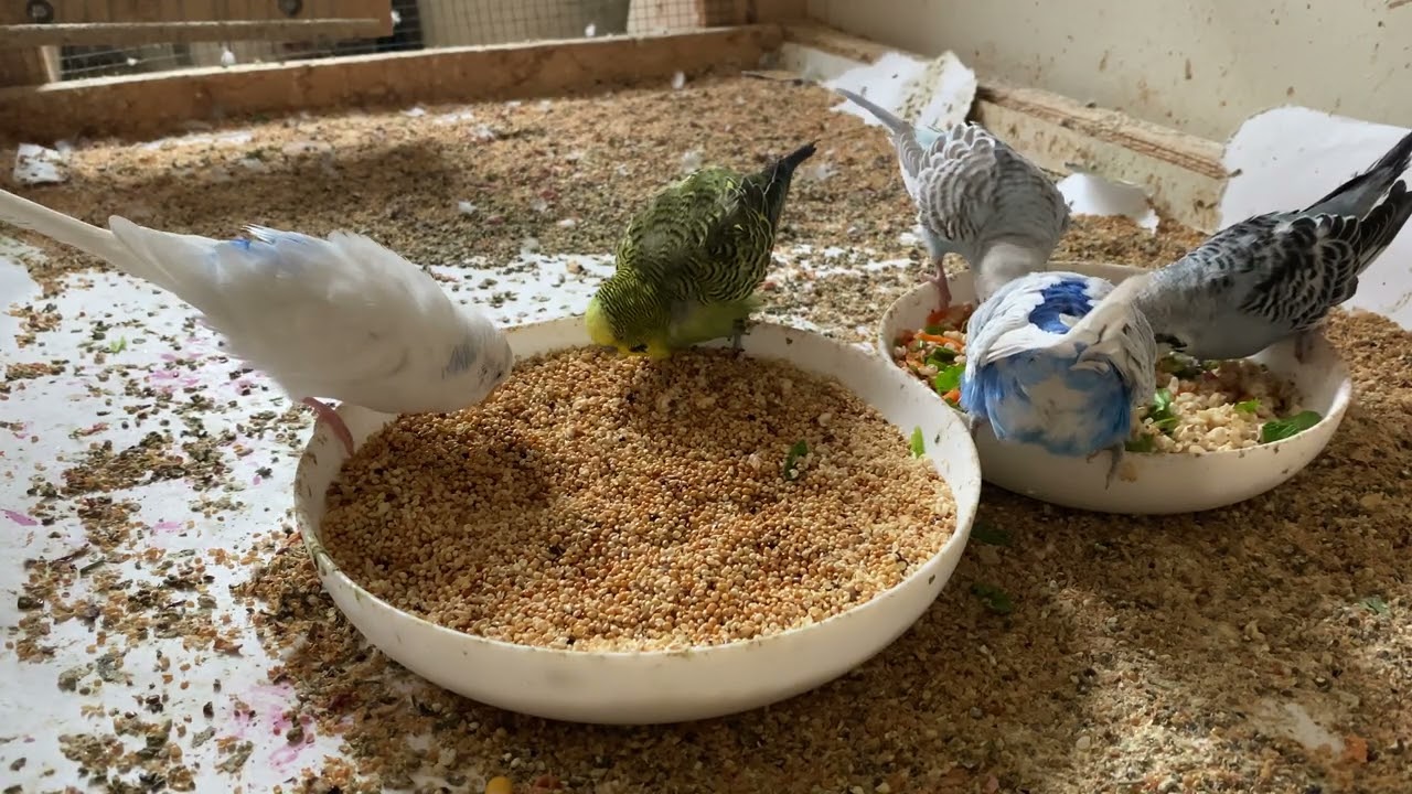 18 Minute Budgies Sounds, Budgies Feeding Time Relax ASMR HD 4K 60FPS