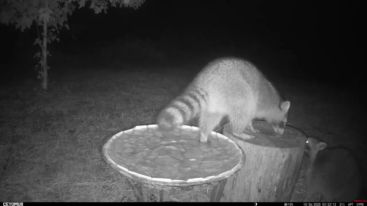 Just Racoons and Possum.