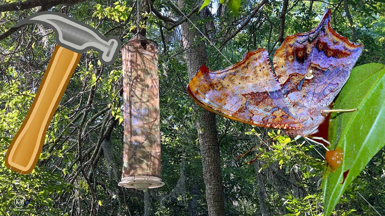 USING A HAMMER TO HANG BUTTERFLY BAIT TRAPS