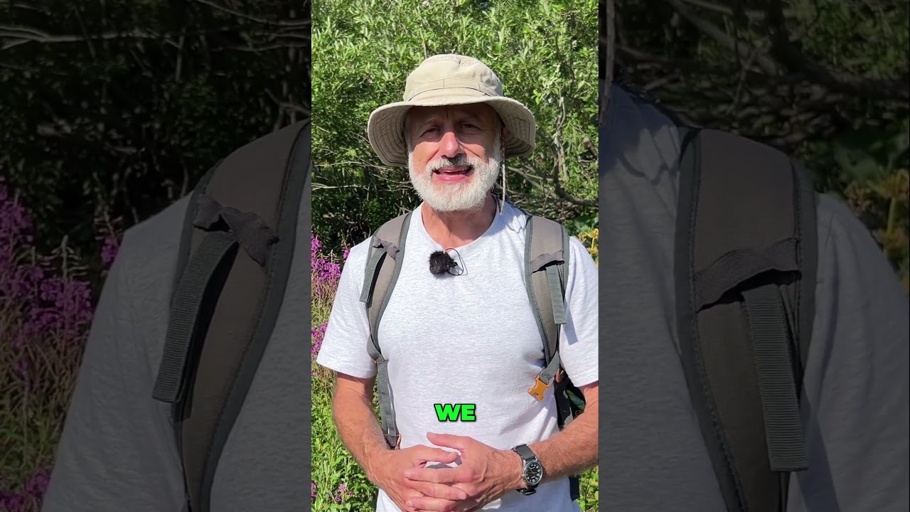 Fireweed : The Amazing Herb for Prostate Health & More!