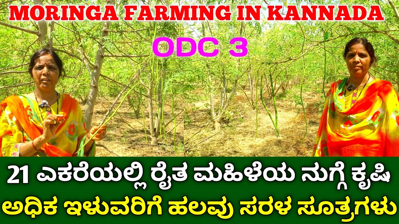 21 ಎಕರೆಯಲ್ಲಿ ರೈತ ಮಹಿಳೆಯ ವಿಶೇಷ ನುಗ್ಗೆ ಕೃಷಿ | Moringa Farming In Kannada | Drumstick Cultivation