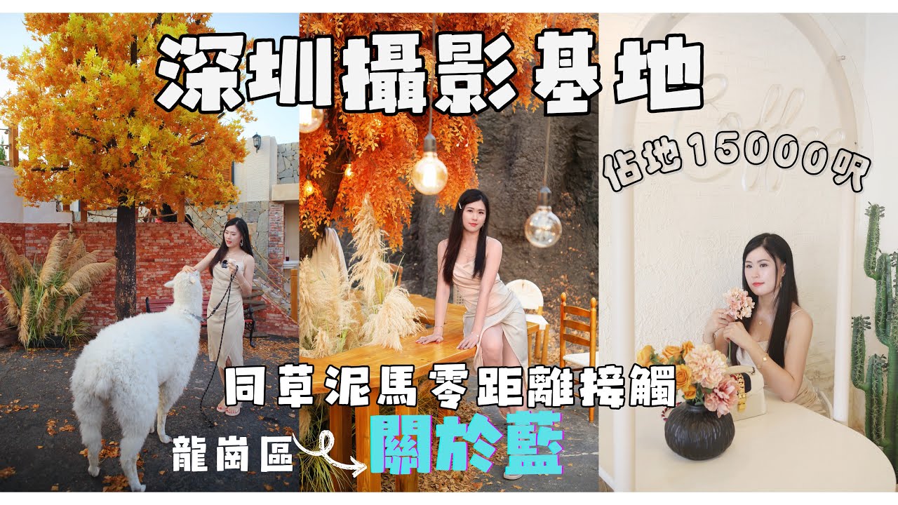 深圳打卡推介丨龍崗區關於藍攝影基地丨可以跟草泥馬零距離接觸cafe 丨女生必愛