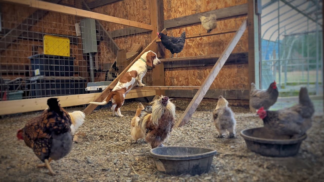 Peacocks, Chickens, and One Floppy Basset Hound Puppy 🐶🪶