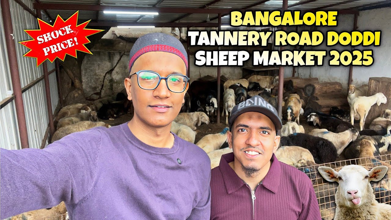 Bangalore Tannery Road Doddi Sheep Market 2025 | Tannery Road Bakra Mandi | Sheep Market 2025