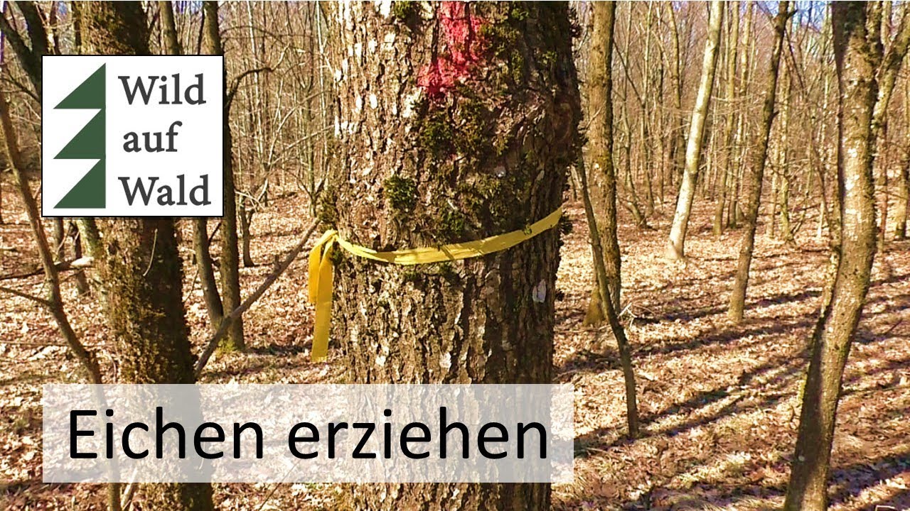 🌲Eichenwälder durchforsten - welche soll ich fällen? Auszeige im Laubwald #wildaufwald