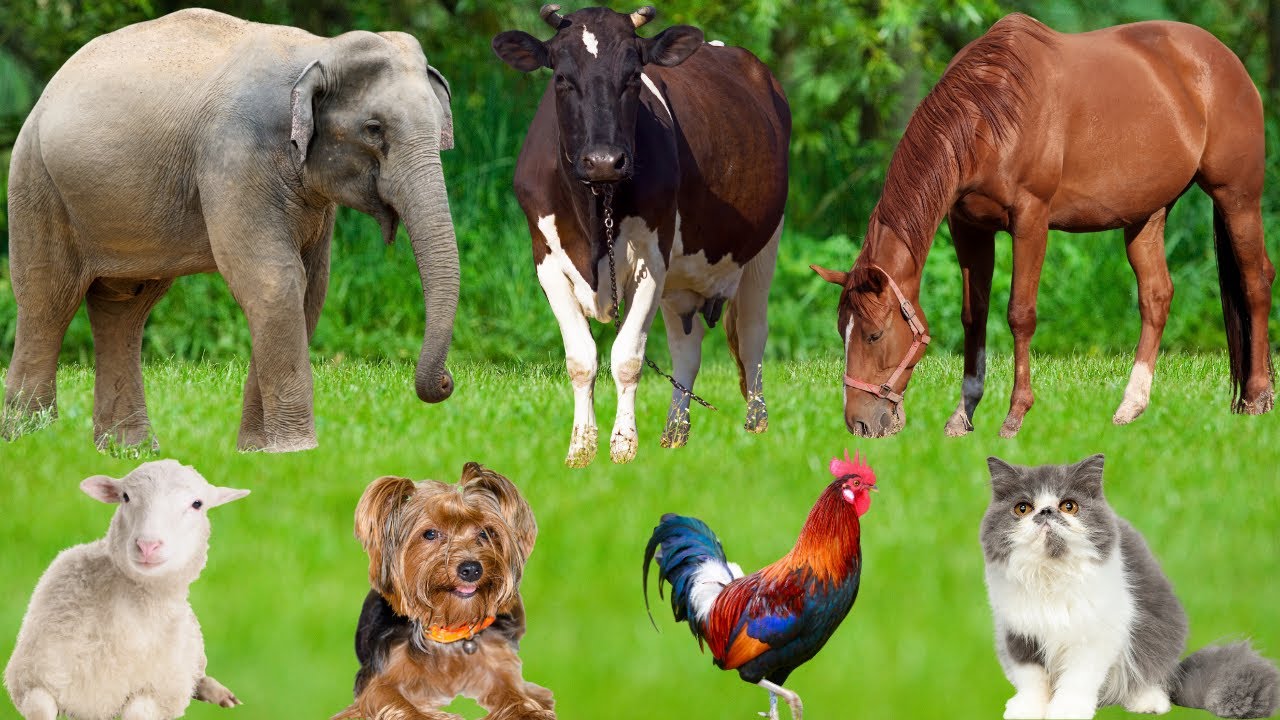 Cute Farm Animal Moments: Chicken, Pig, Cat, Rabbit, Dog, Turtle, Cow, Duck, Goat &ndash; Animal Video