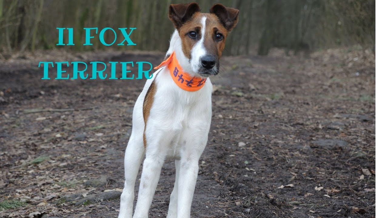 Il Fox Terrier Il cane dalle due razze