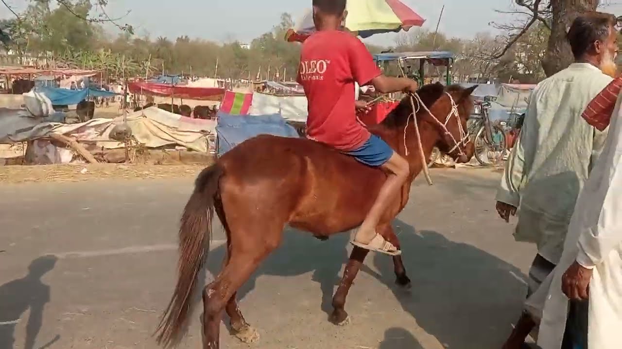 গোপীনাথপুর ঘোড়ার মেলা গুপিনাথপুর আক্কেলপুর জয়পুরহাট।gopinathpur ghorar mela.akkelpurjoypurhat blog
