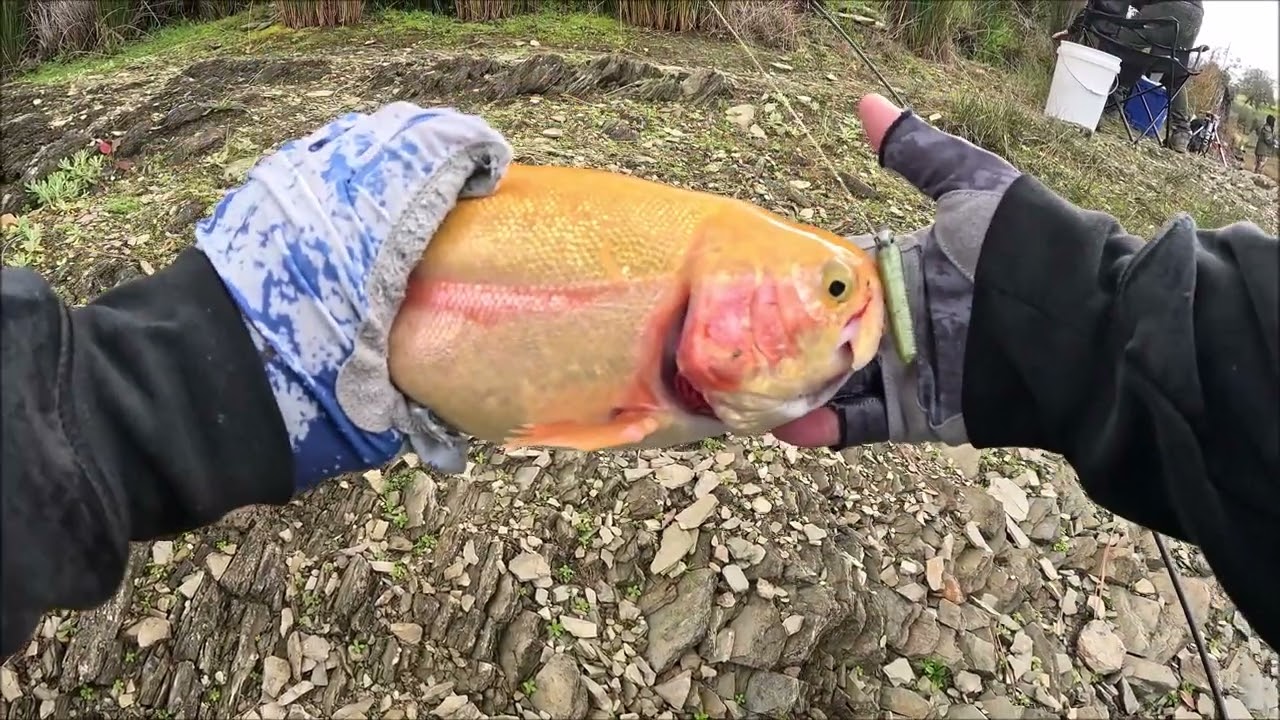 Pardee Lake Opener 2025 Trout fishing with Notorious Custom Jigs stickbait