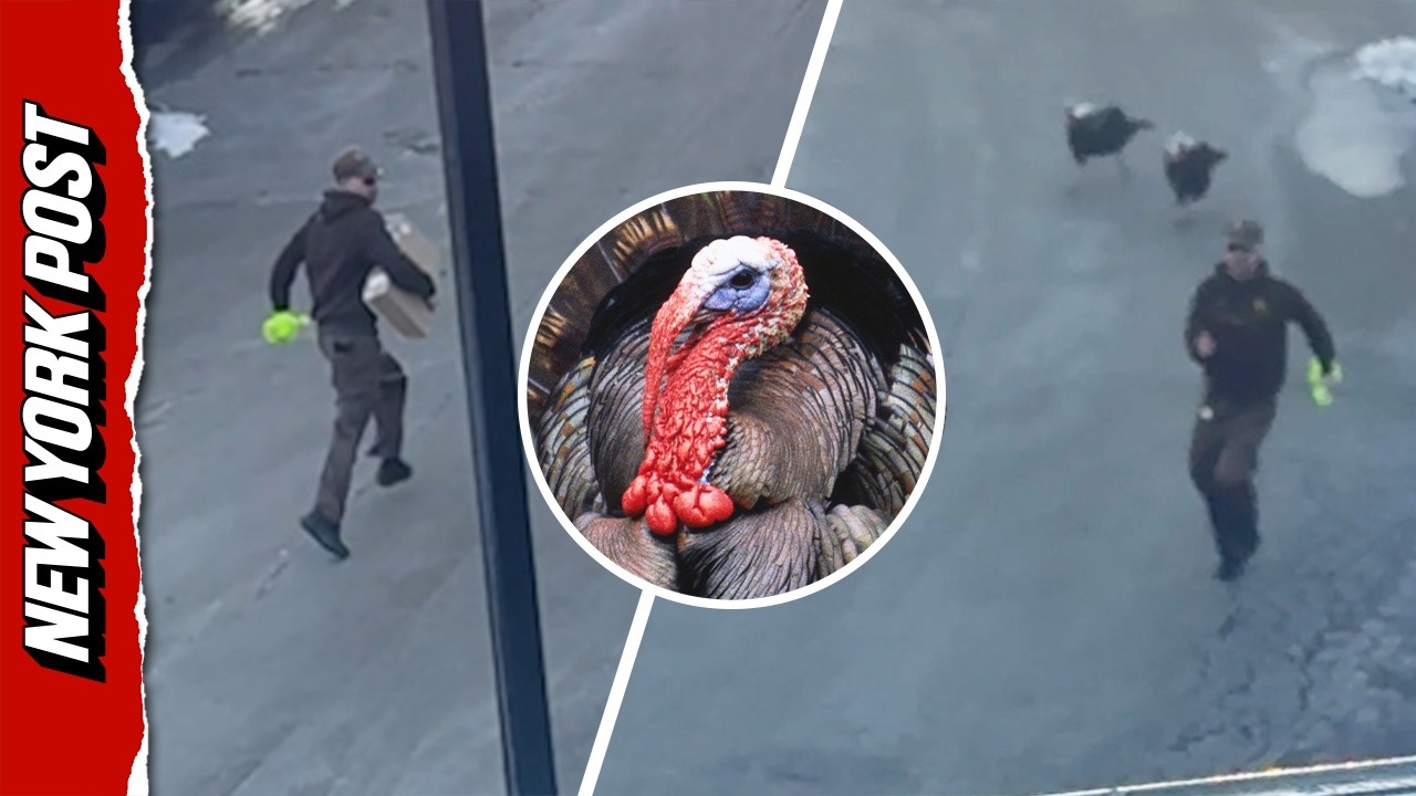 UPS Driver Chased by Wild Turkeys:  ‘I’m 40-Years-Old, I Can’t Deal With This!’