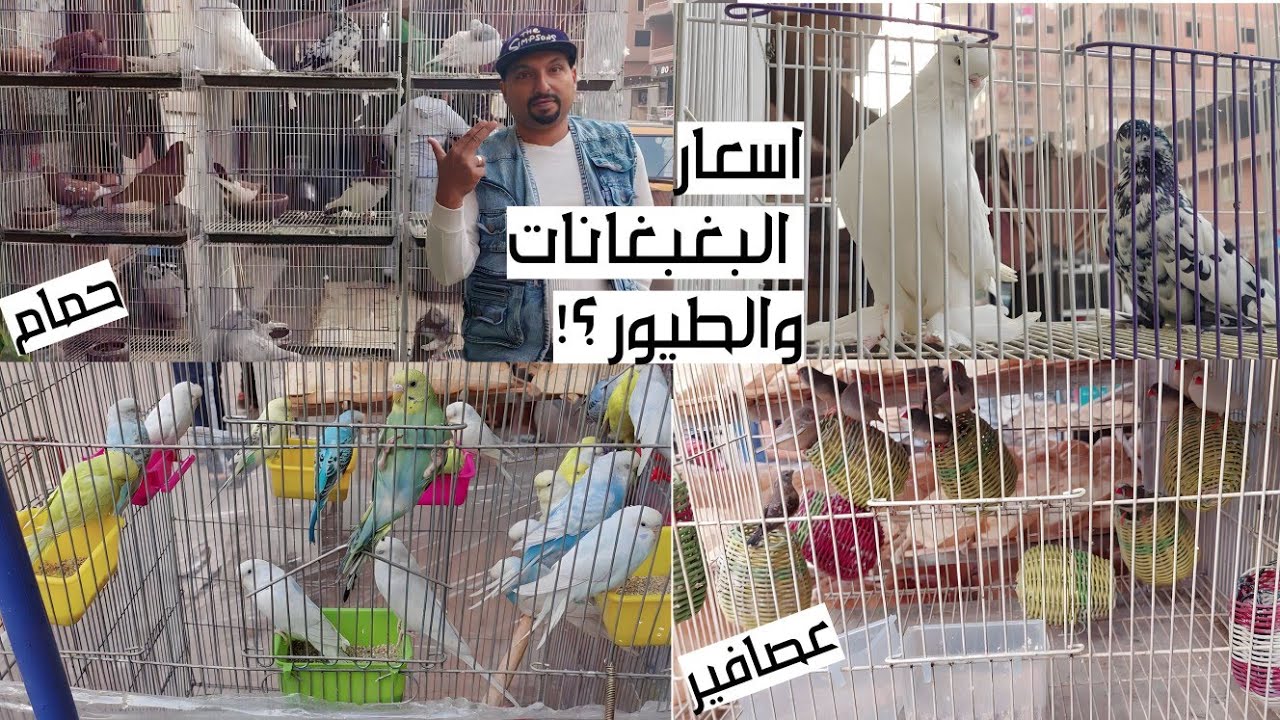 اسعار البغبغانات والعصافير واليمام والحمام فى محلات الحيوانات بالتفصييل ؟!..