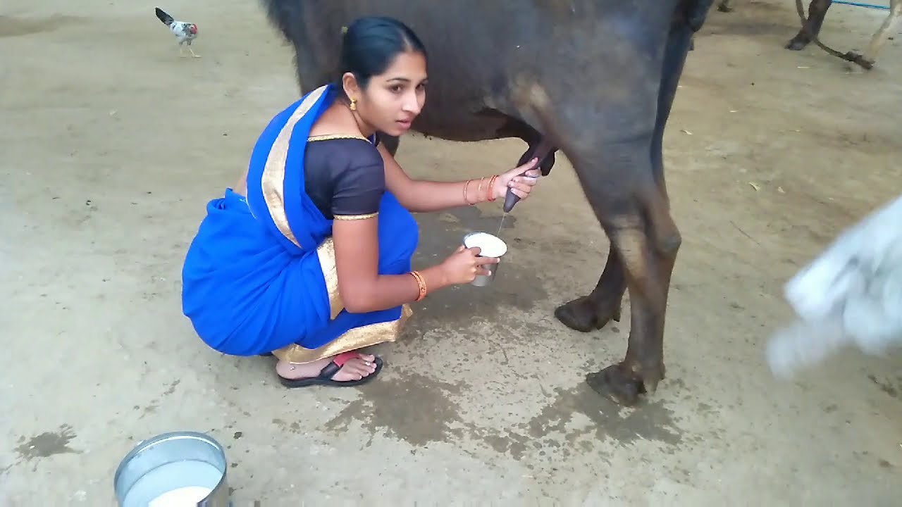 Buffalo milking by hand || village morning routine buffalo milking by hand