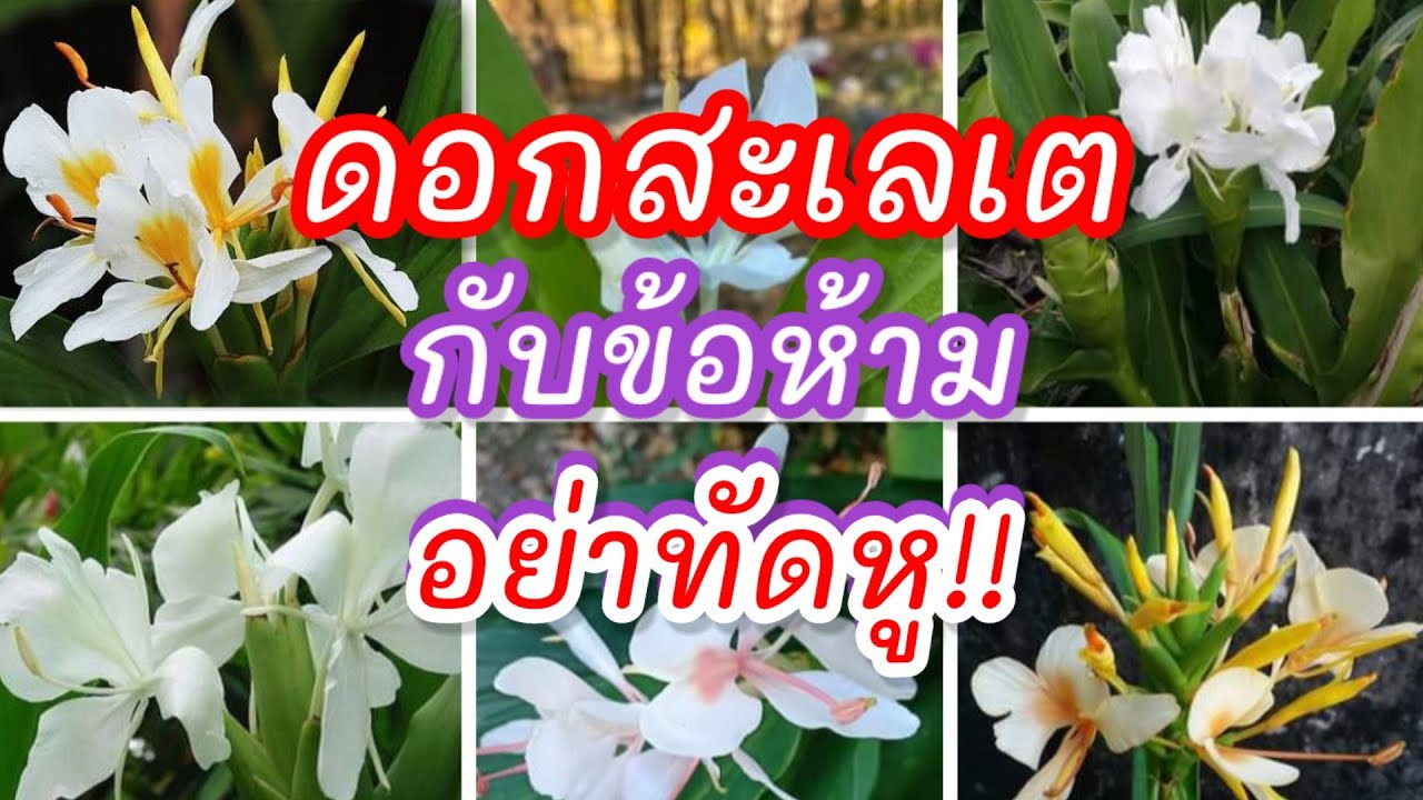 ว่านมหาหงส์หรือดอกสะเลเต ดอกไม้ที่คนโบราณห้ามสาวๆ ทัดหู